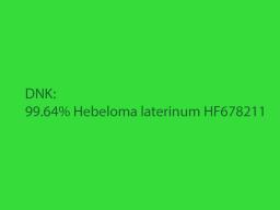 Hebeloma laterinum