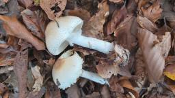 Lepiota ignivolvata