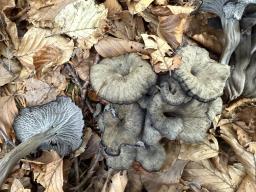 Cantharellus cinereus