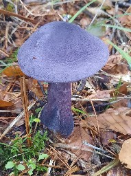 Cortinarius violaceus