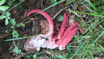 Clathrus archeri