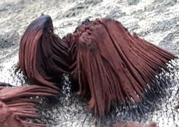 Stemonitis fusca