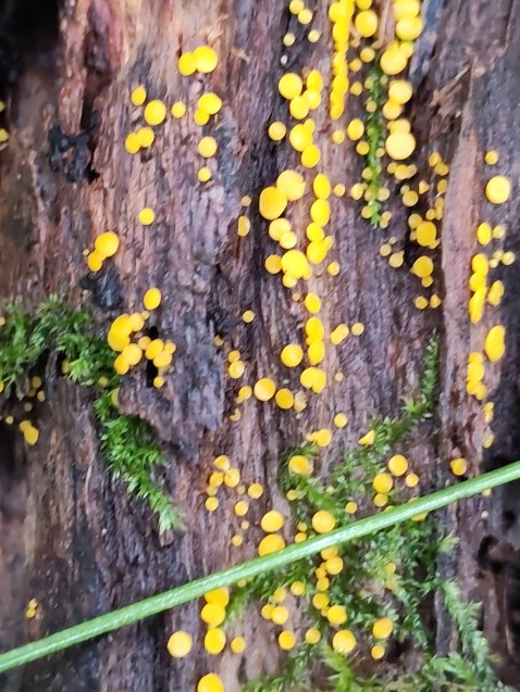 Calycina citrina