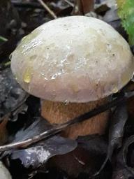 Suillellus luridus