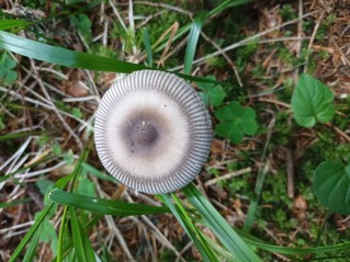 Amanita battarrae