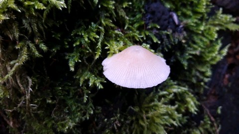 Pluteus exiguus