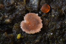 Orbilia pseudoaristata