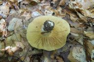 Lactarius fuliginosus