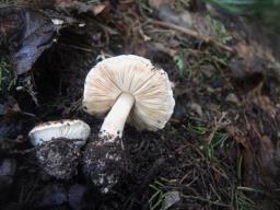 Leucoagaricus cupresseus