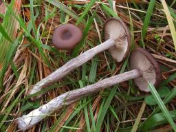 Pseudoclitocybe cyathiformis