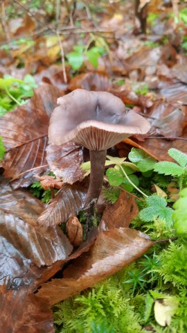 Pseudoclitocybe cyathiformis