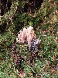 Clavulina coralloides