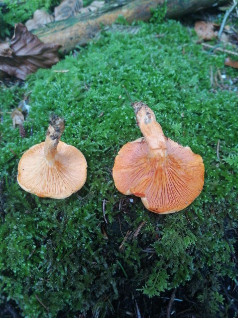 Hygrophoropsis aurantiaca