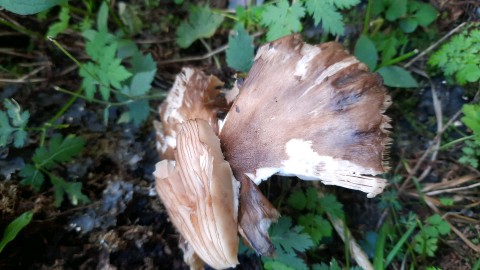 Pluteus atromarginatus