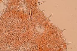 Hohenbuehelia petaloides