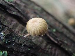 Mycena juniperina