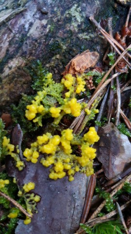 Physarum polycephalum