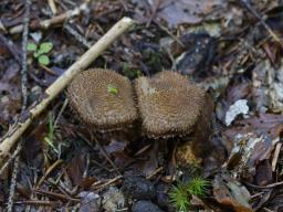 Inocybe hystrix