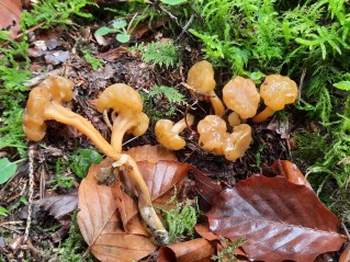 Leotia lubrica