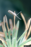 Coleophora laricella