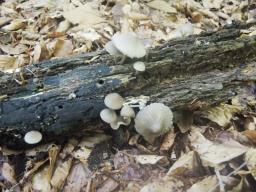 Mycena cinereopileata