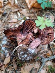 Hygrophorus capreolarius