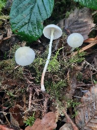 Mycena epipterygia