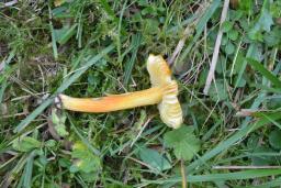 Hygrocybe intermedia