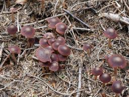 Psathyrella bipellis