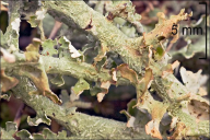 Cladonia furcata subsp. furcata