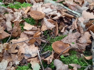 Gyroporus castaneus