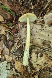 Amanita deflexa