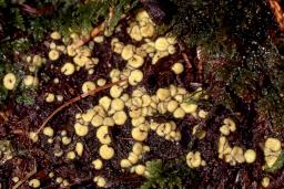 Podophacidium xanthomelum