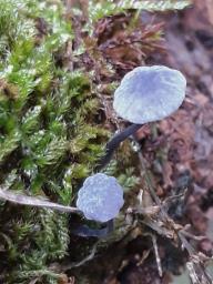 Mycena pseudocorticola