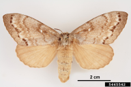 Dendrolimus sibiricus