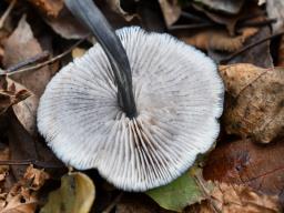 Entoloma serrulatum