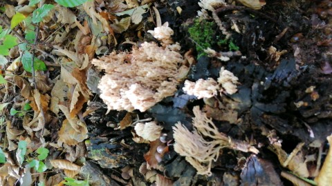 Artomyces pyxidatus