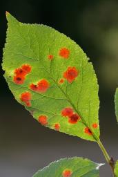 Polystigma rubrum subsp. rubrum