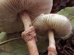 Lepiota pseudolilacea