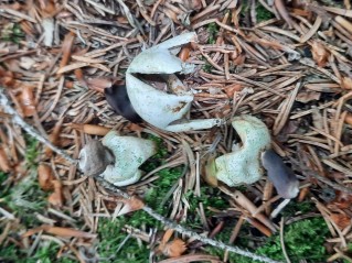 Geastrum quadrifidum