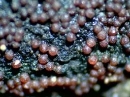 Pseudocosmospora perforaticola