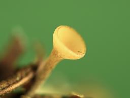 Lanzia luteovirescens