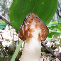 Morchella semilibera