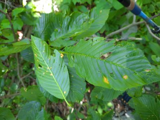 Puccinia coronata