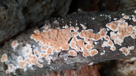 Steccherinum ochraceum