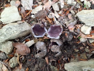 Sarcosphaera coronaria