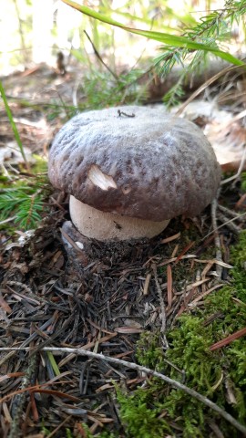 Boletus edulis