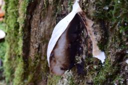 Reticularia lycoperdon