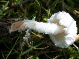 Cystolepiota pulverulenta