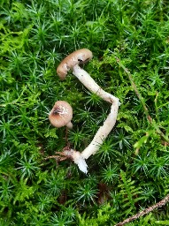 Hygrophorus olivaceoalbus